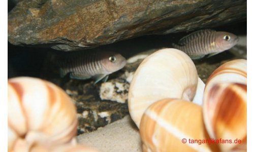 Neolamprologus multifasciatus